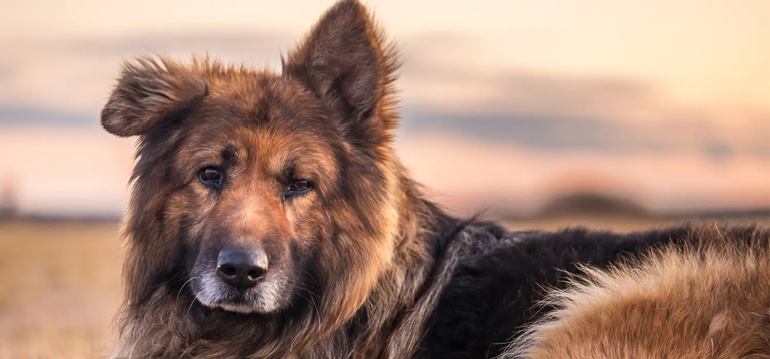 Berge allemand garderie Educateur chien Monaco Antibes Nice Villeneuve-Loubet, Cagne sur mer, Biot