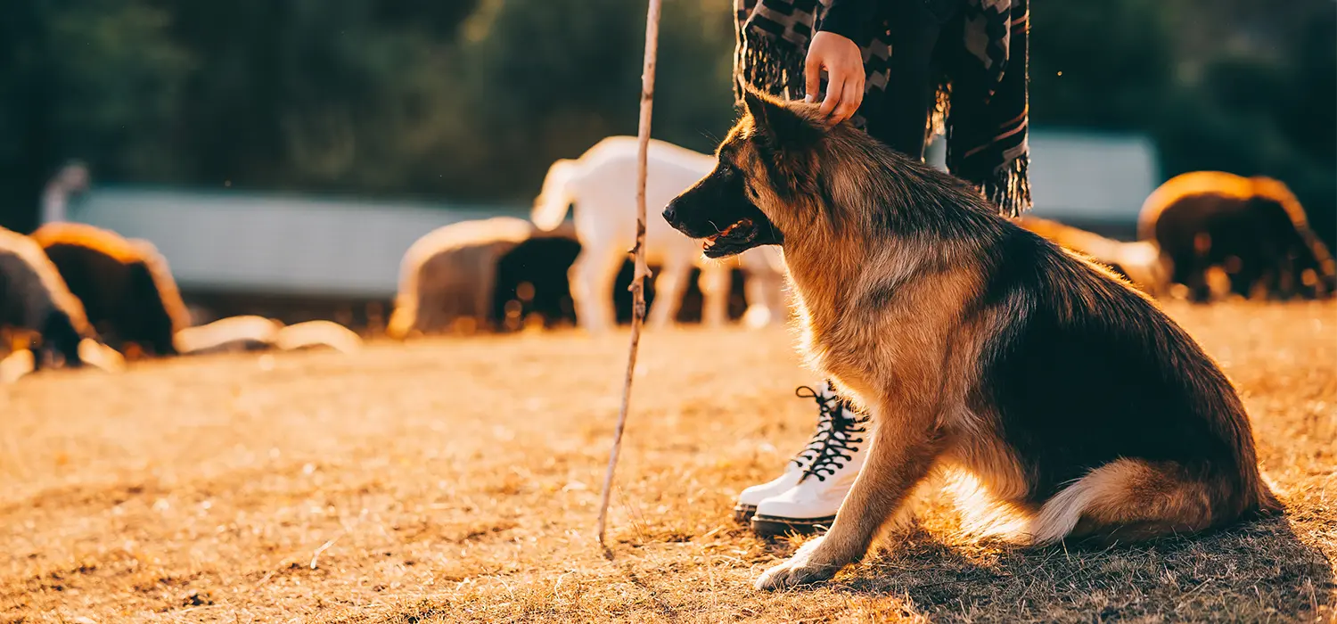 Educateur chien antibes Educateur chien Monaco Antibes Nice Villeneuve-Loubet, Cagne sur mer, Biot